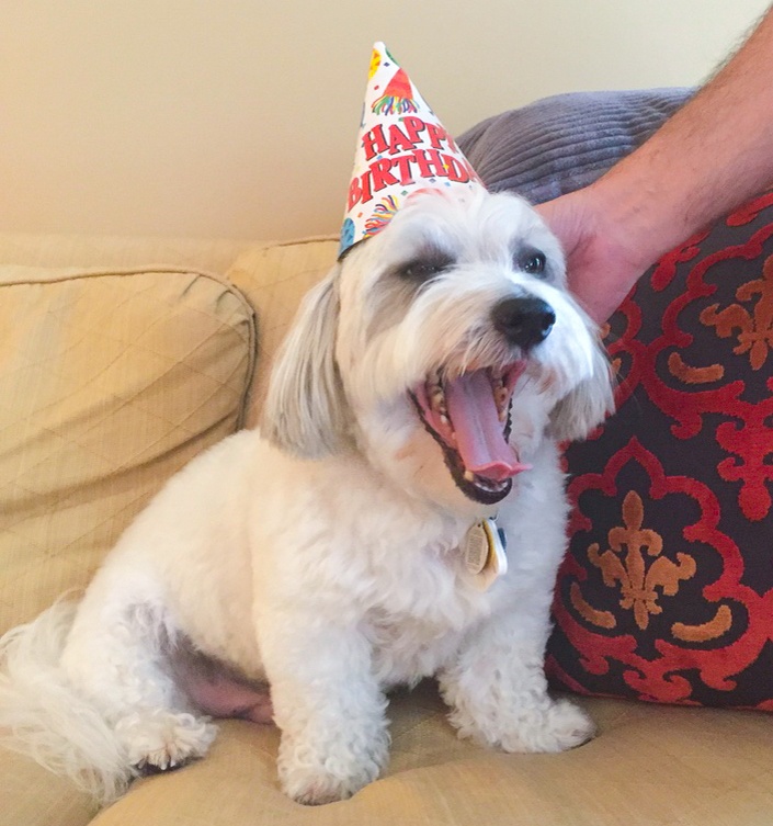 Dexter Squirrel Patrol