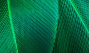 Green-Leaf-Background-Texture