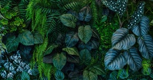 Growing-leaves-min